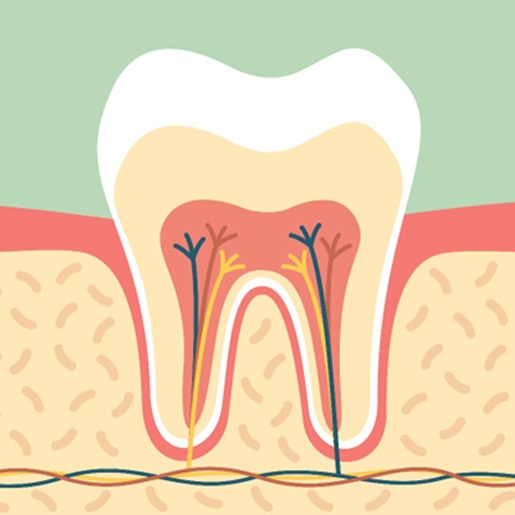 drawing of tooth anatomy  